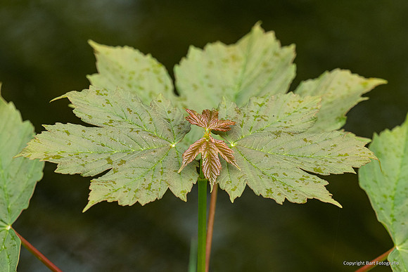 Bloemen en Planten Bart Fotografie-1531