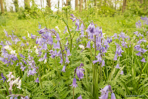 Bloemen en Planten Bart Fotografie-1509