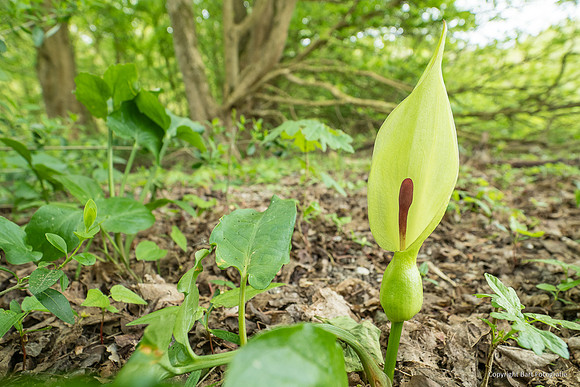 Bloemen en Planten Bart Fotografie-1513