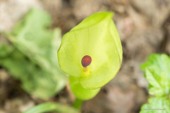 Bloemen en Planten Bart Fotografie-1520