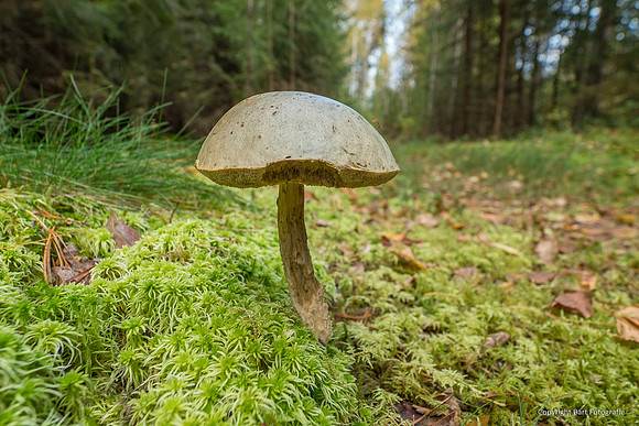 Zweden, herfst 2026-126