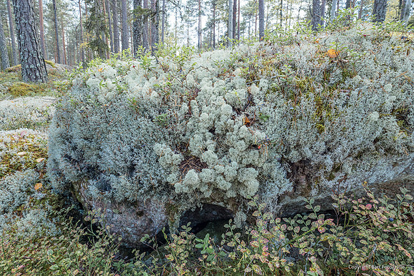Zweden, herfst 2026-078