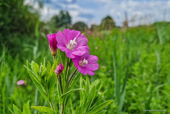 Bloemen en Planten Bart Fotografie-1505