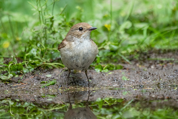 Vliegenvangers, Bart Fotografie-071