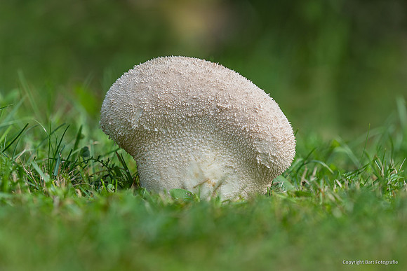Mushrooms 2026 Bart Fotografie-17
