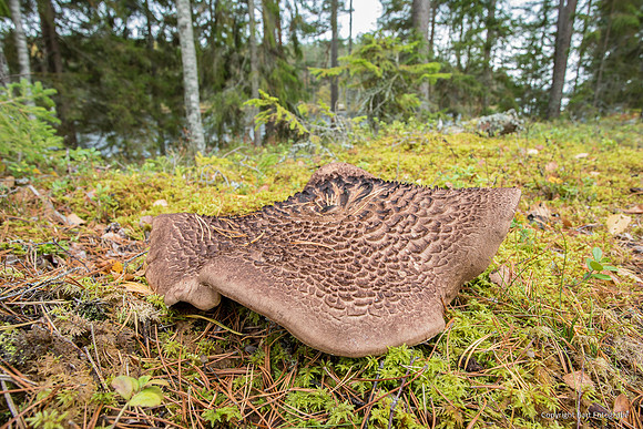Mushrooms 2026 Bart Fotografie-52