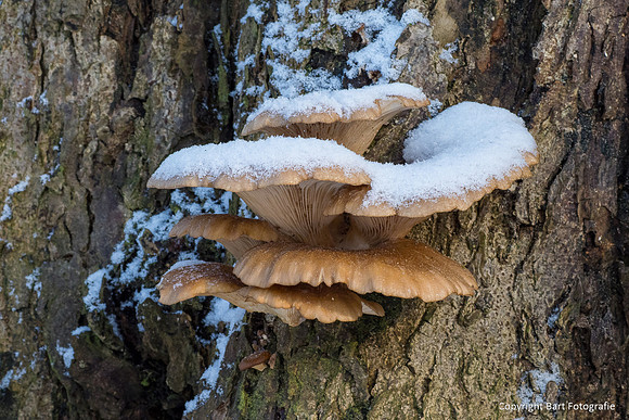 Mushrooms 2026 Bart Fotografie-02