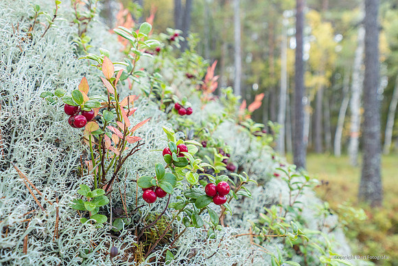 Zweden, herfst 2026-096