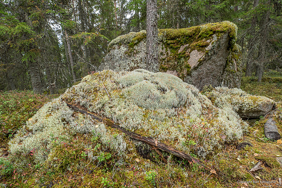 Zweden, herfst 2026-074