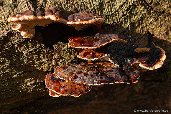 Paddenstoelen 2024-070