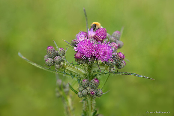 Bloemen en Planten Bart Fotografie-1507