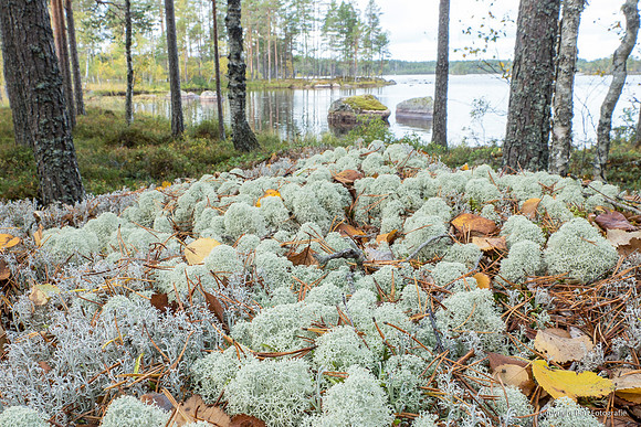 Zweden, herfst 2026-070