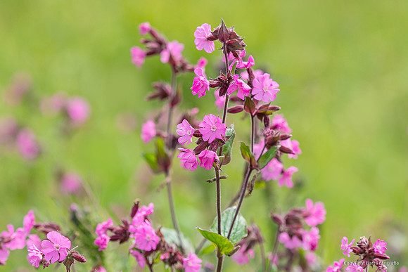Bloemen en Planten Bart Fotografie-1529