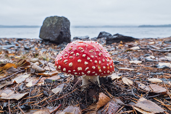 Mushrooms 2026 Bart Fotografie-45