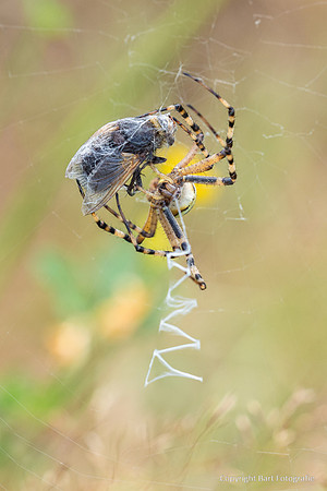 Spinnen, Bart Fotografie-278