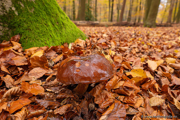 Paddenstoelen 2024-124