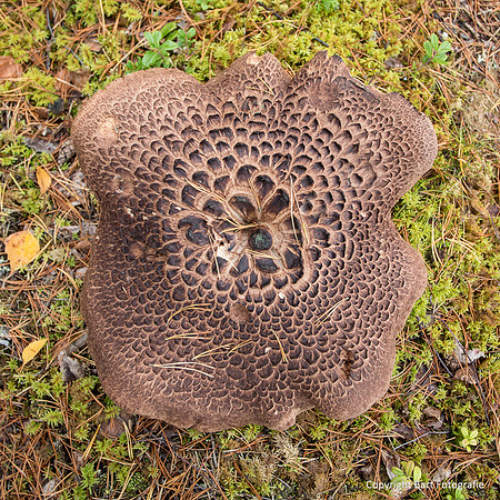 Mushrooms 2026 Bart Fotografie-53