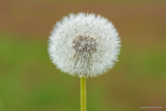 Bloemen en Planten Bart Fotografie-1527