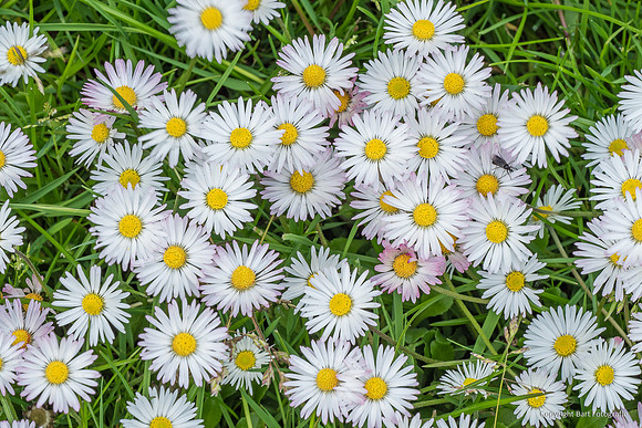 Bloemen en Planten Bart Fotografie-1535