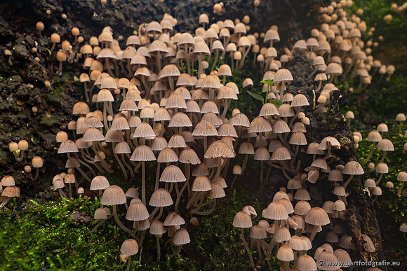 Paddenstoelen 2024-106