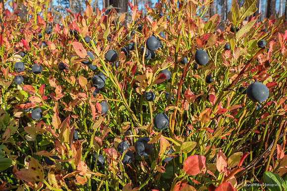 Zweden, herfst 2026-099