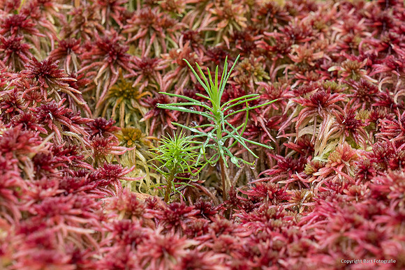 Zweden, herfst 2026-093