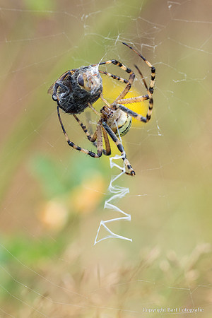 Spinnen, Bart Fotografie-280