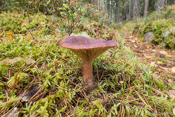 Zweden, herfst 2026-116