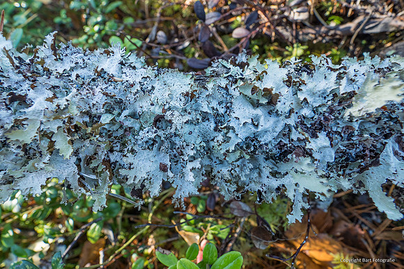 Zweden, herfst 2026-085