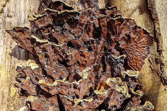 Mushrooms 2026 Bart Fotografie-05