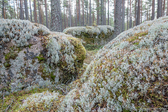 Zweden, herfst 2026-076