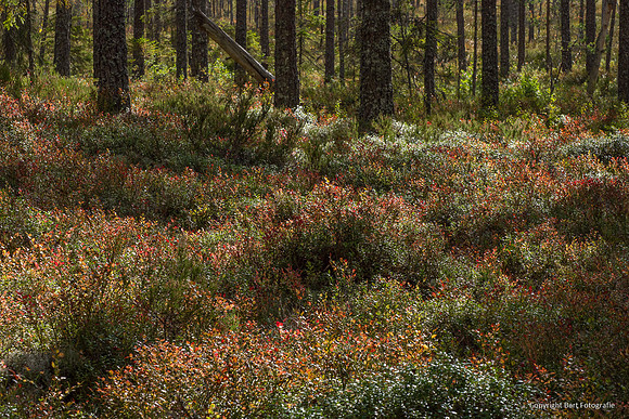 Zweden, herfst 2026-060