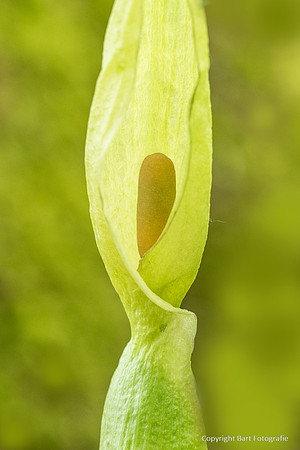 Bloemen en Planten Bart Fotografie-1515