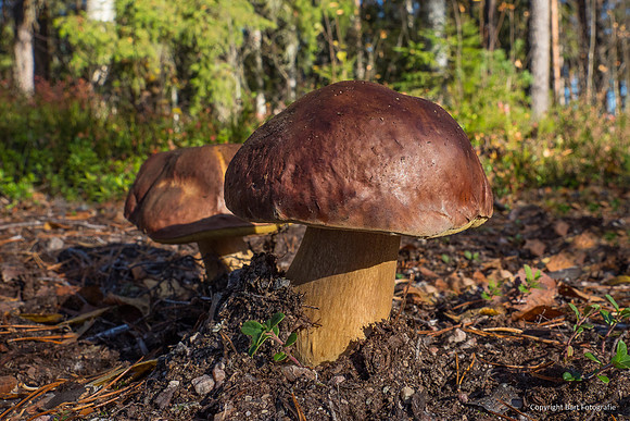 Zweden, herfst 2026-152