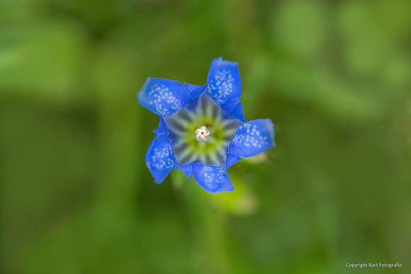 Bloemen en Planten Bart Fotografie-1551