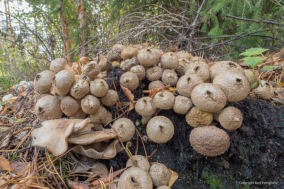 Mushrooms 2026 Bart Fotografie-35