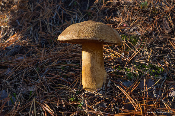 Zweden, herfst 2026-148