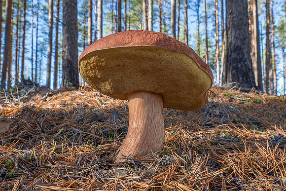 Mushrooms 2026 Bart Fotografie-67