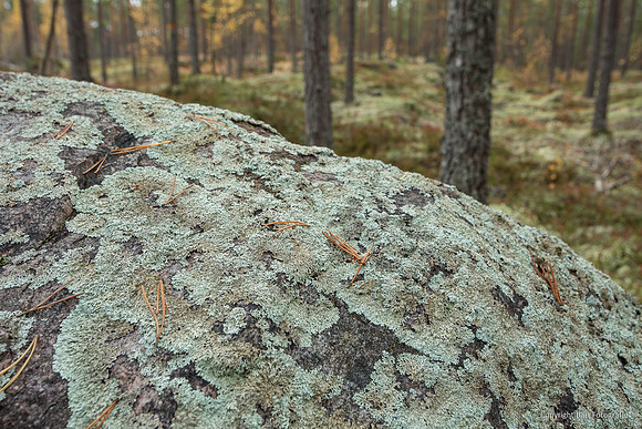 Zweden, herfst 2026-082