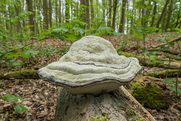 Mushrooms 2026 Bart Fotografie-11
