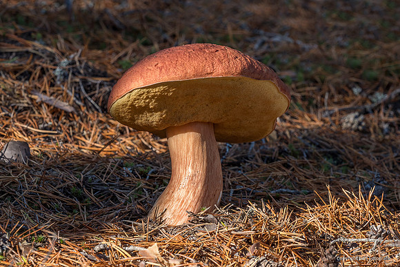 Zweden, herfst 2026-149
