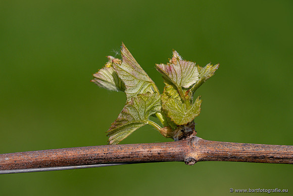 Kaiserstuhl, Duitsland, mei 2023, Bart Fotografie-034