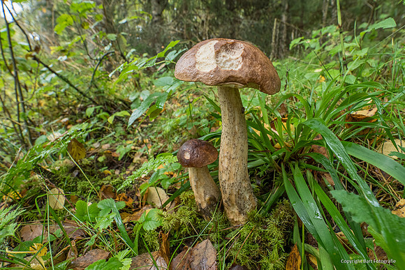 Mushrooms 2026 Bart Fotografie-18