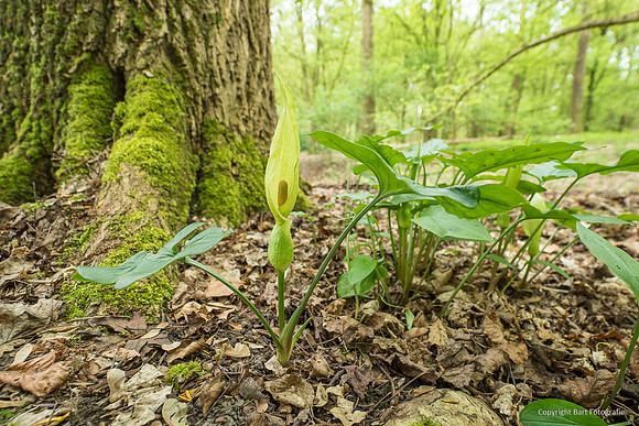 Bloemen en Planten Bart Fotografie-1511