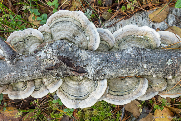 Zweden, herfst 2026-114