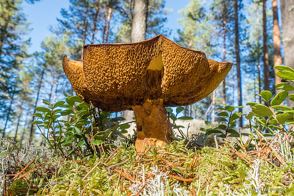 Zweden, herfst 2026-147