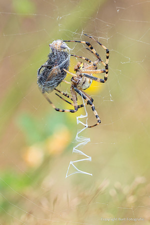 Spinnen, Bart Fotografie-279