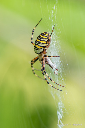 Spinnen, Bart Fotografie-287