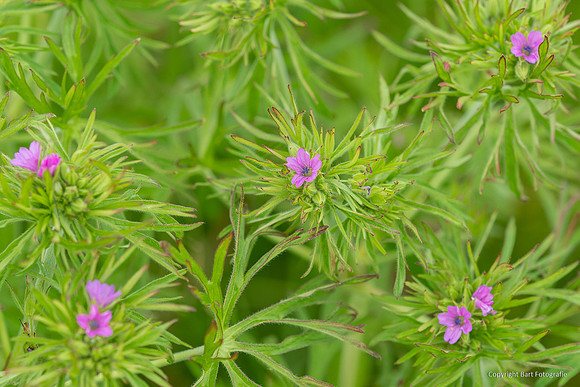 Bloemen en Planten Bart Fotografie-1536