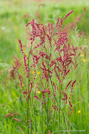 Bloemen en Planten Bart Fotografie-1524
